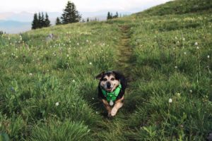 Dog in mountain field